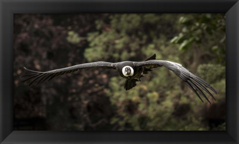 Framed Kondor Flight II Print