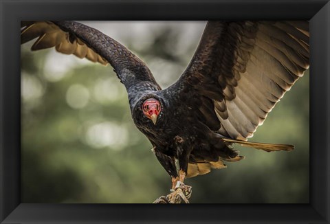 Framed Vulture Print