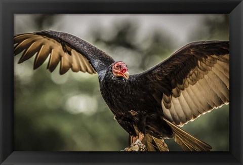 Framed Vulture II Print