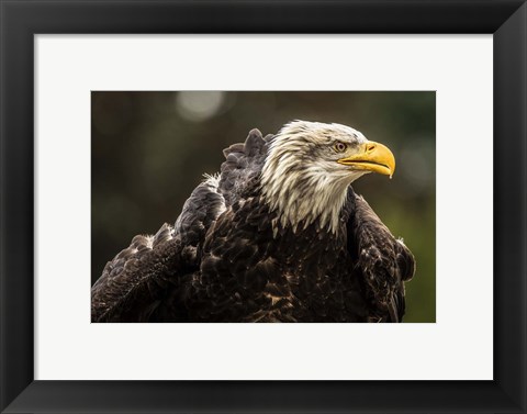 Framed Sea Eagle Print