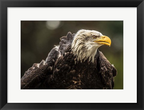 Framed Sea Eagle Print