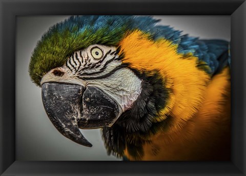 Framed Blue Ara Parrot Print