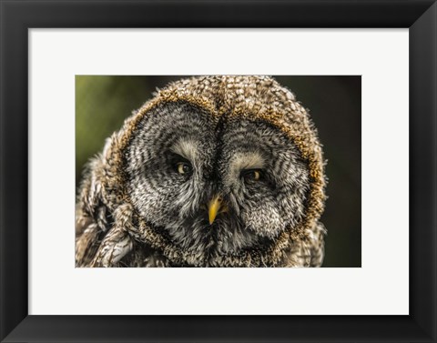 Framed Lapland Owl Print