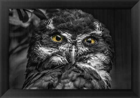 Framed Little Owl Black &amp; White Print