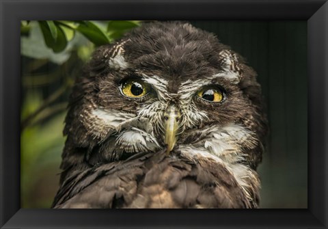 Framed Little Owl Print