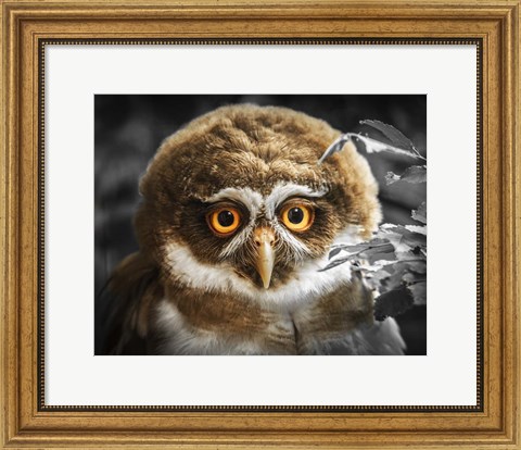 Framed Young Owl Print