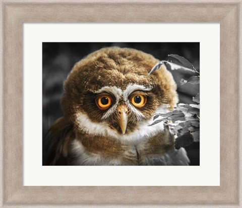 Framed Young Owl Print