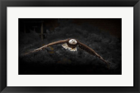 Framed Sea Eagle Flight Black &amp; White Print