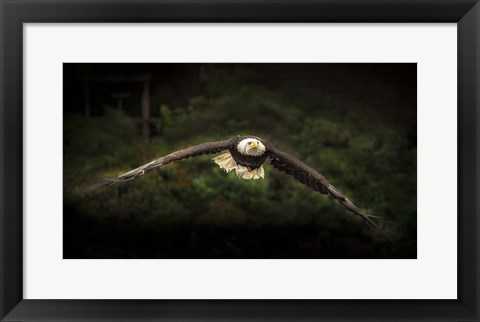 Framed Sea Eagle Flight Print