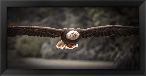 Framed Sea Eagle Flight II Black &amp; White Print