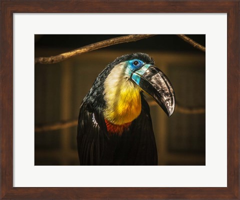 Framed Toucan V Print