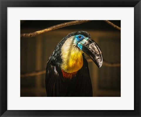 Framed Toucan V Print