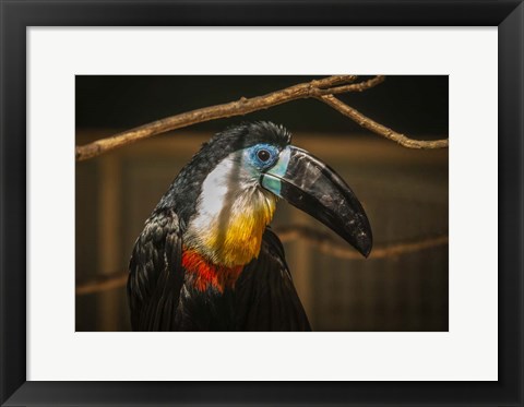 Framed Toucan VI Print