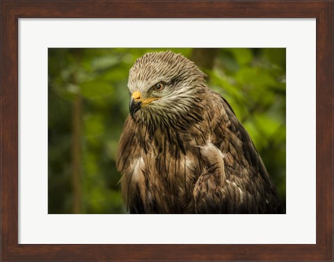 Framed Grey Kite Print