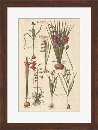 Framed Vintage Florilegium III Print