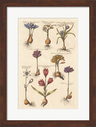 Framed Vintage Florilegium I Print