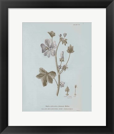 Framed Conversations on Botany VII Blue Print