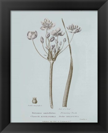 Framed Conversations on Botany II Blue Print