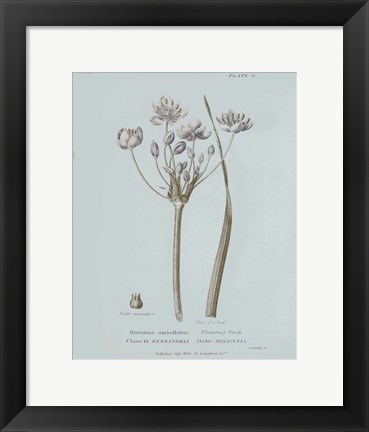 Framed Conversations on Botany II Blue Print