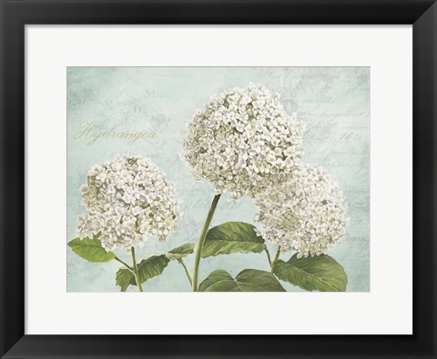 Framed Hydrangeas I (Aqua) Print