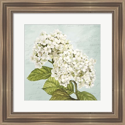 Framed Hydrangeas III (Aqua) Print