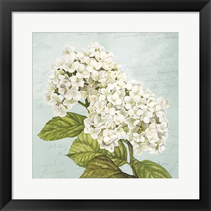 Framed Hydrangeas III (Aqua) Print