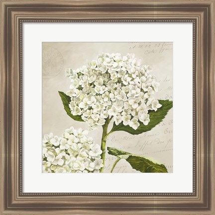 Framed Hydrangeas II (Neutre) Print