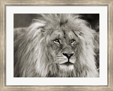 Framed King of Africa Print