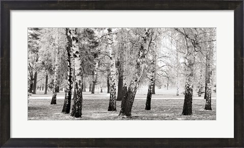 Framed Birches in a Park Print