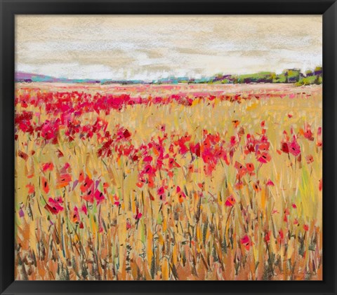 Framed Poppies Evening Light XI Print