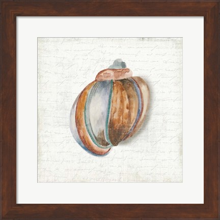 Framed Seashell Portrait II Print