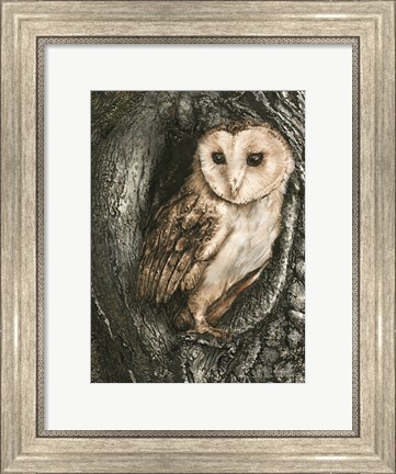 Framed Barn Owl Roost Print