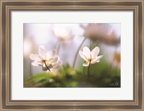 Framed Anemones Print