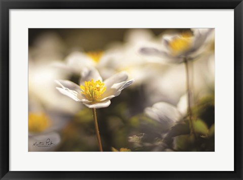 Framed Anemone Up Close Print