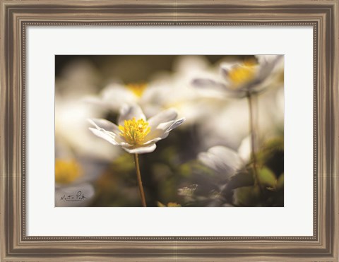 Framed Anemone Up Close Print