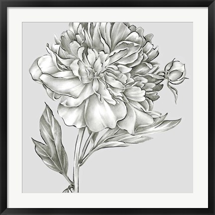 Framed Glorious Peony I Print