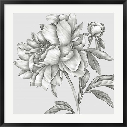 Framed Glorious Peony II Print