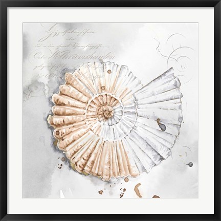 Framed Blush Shell II Print