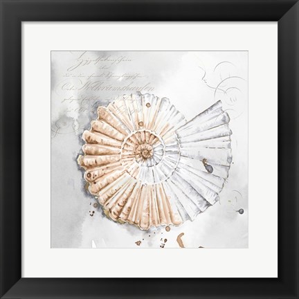 Framed Blush Shell II Print