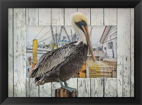 Framed Pelican Pride Print