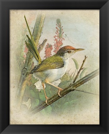 Framed Morning Bird Print