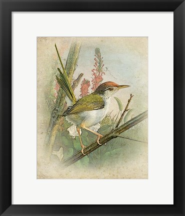 Framed Morning Bird Print