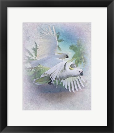 Framed Cockatoo Blues Print