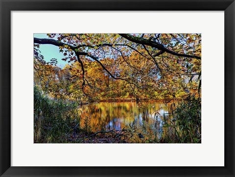 Framed Clove Lakes Park in Autumn A Print