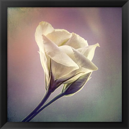 Framed Flowering Into Light A Print