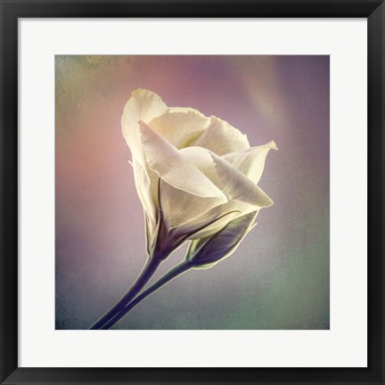 Framed Flowering Into Light A Print