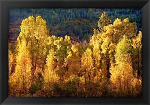 Framed Aspens in Autumn I Print