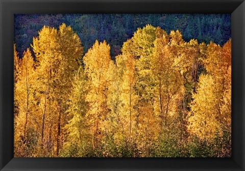 Framed Aspens in Autumn III Print