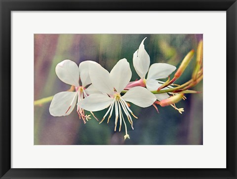 Framed Floral Palette II Print