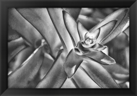 Framed Sensual Succulant I Print